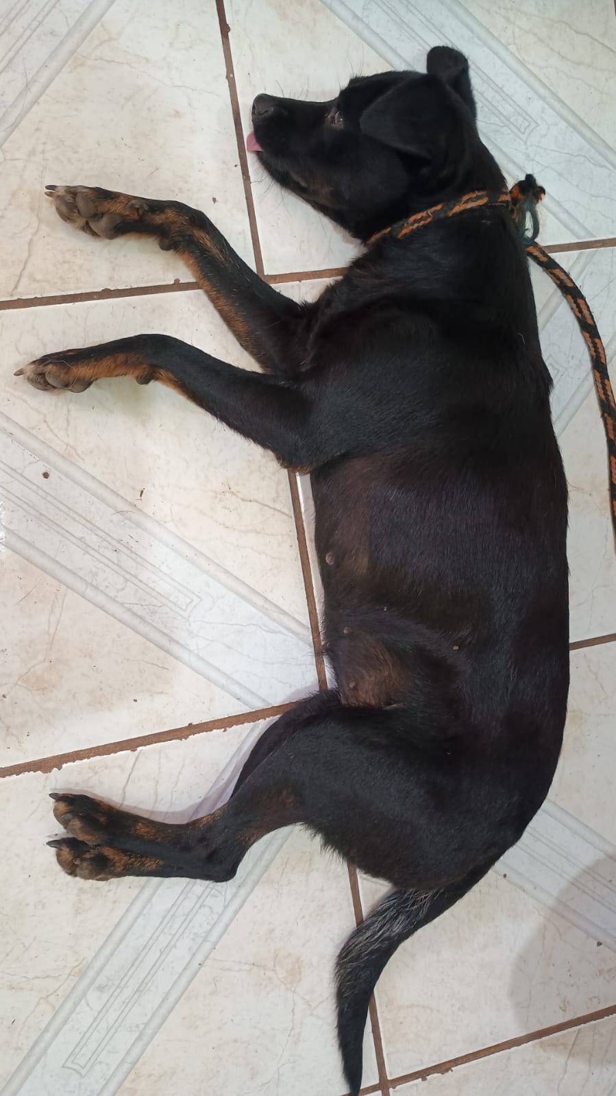 imagem do cachorro