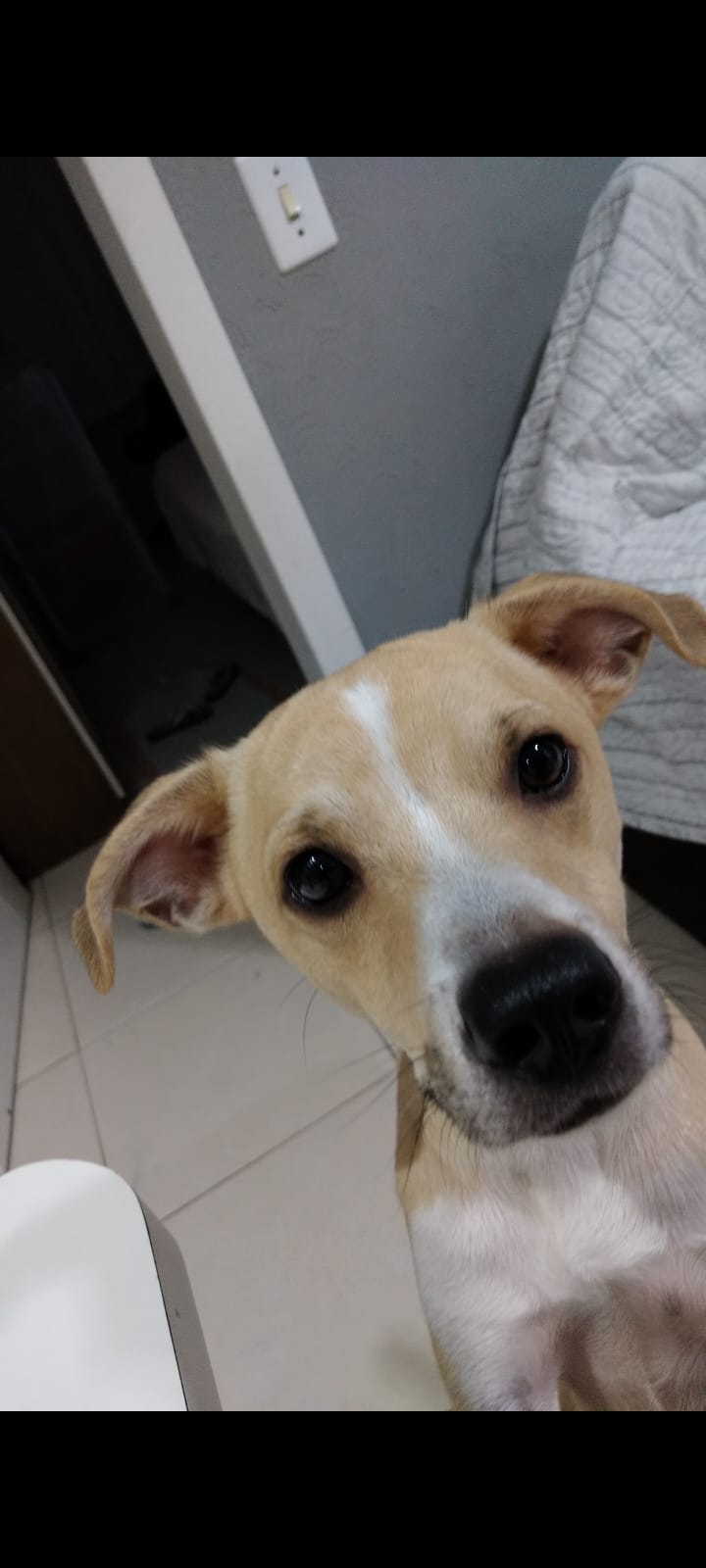 imagem do cachorro