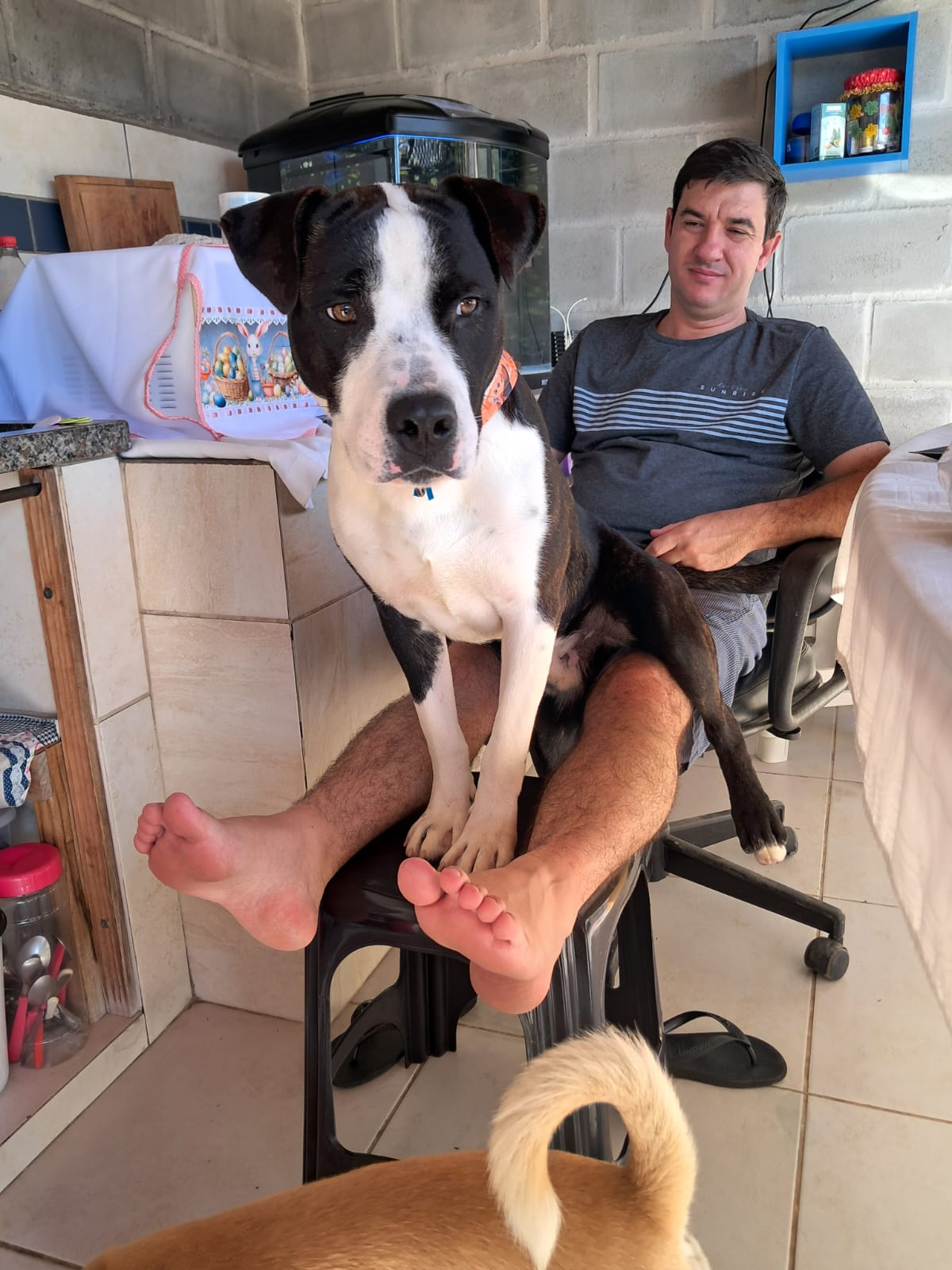 imagem do cachorro