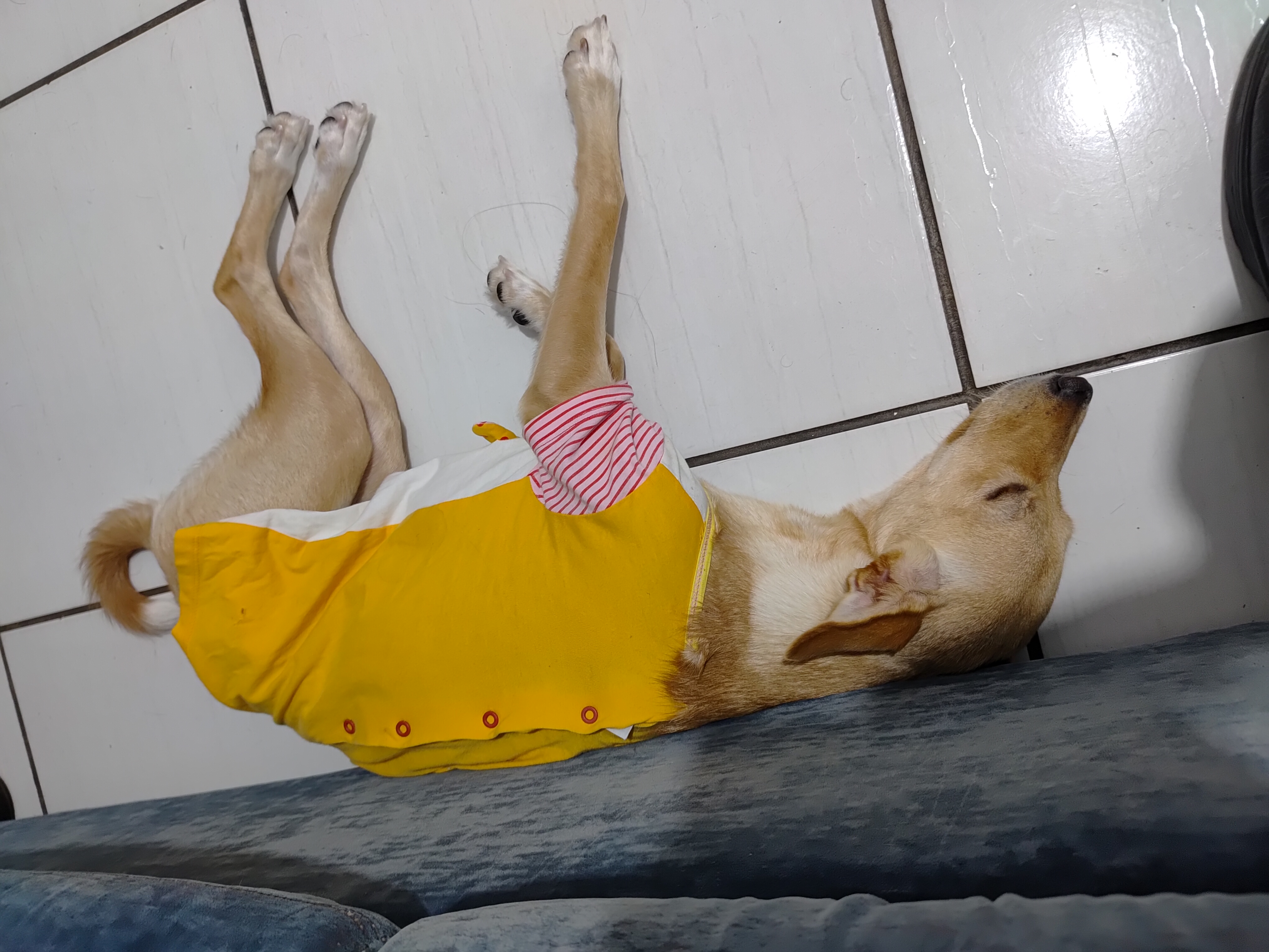 imagem do cachorro